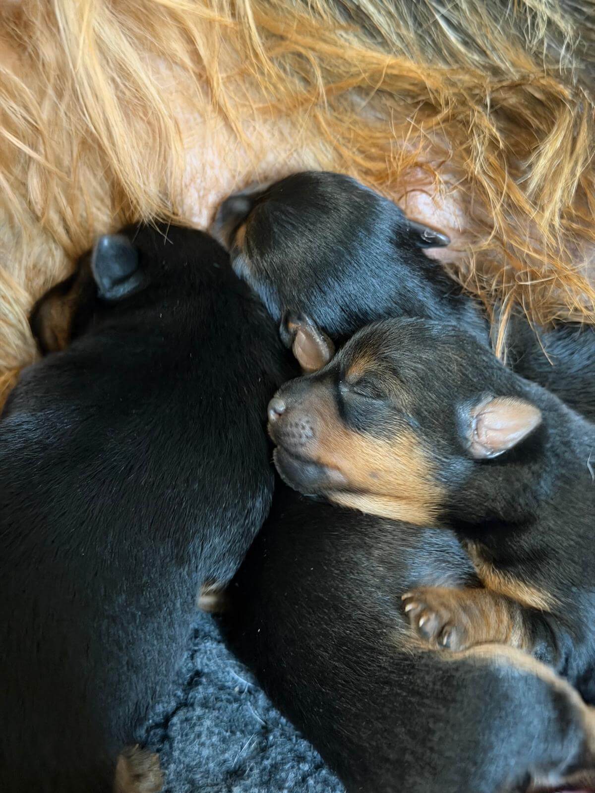Terrier Welpen Schlafen