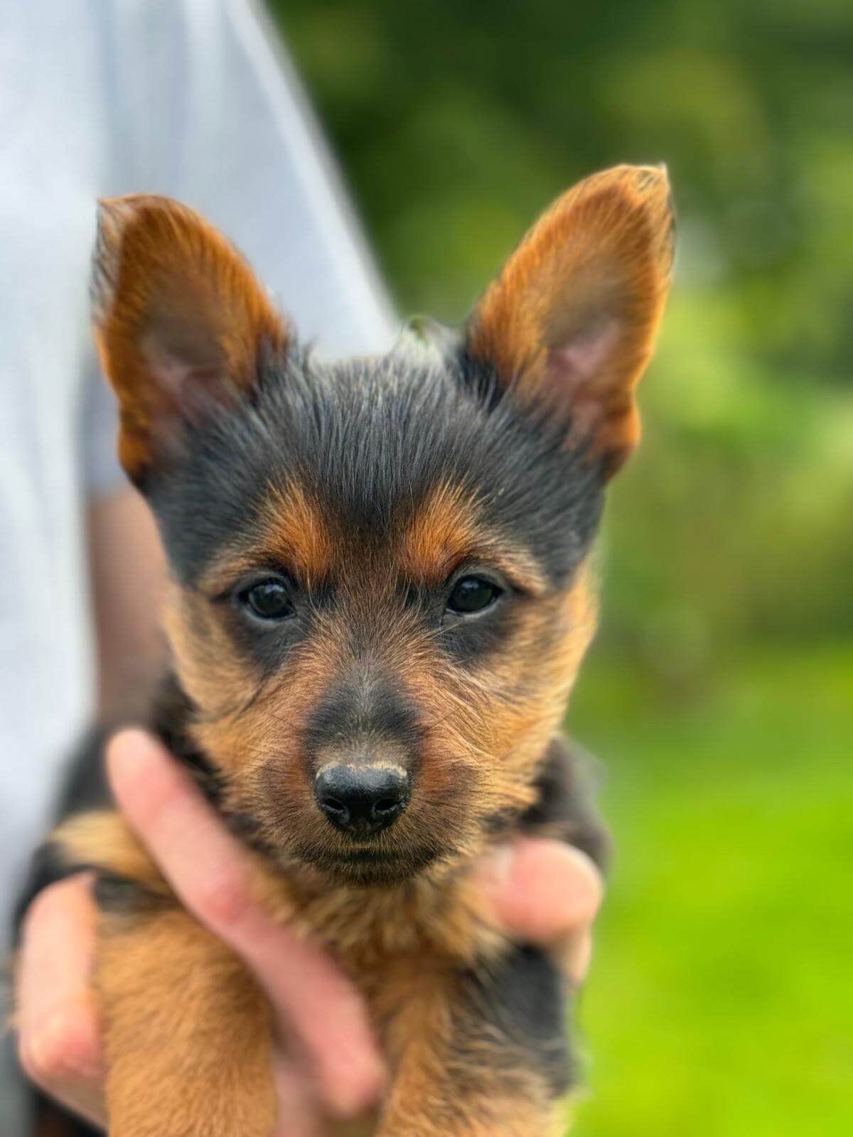 Terrier Zucht Blick Welpe Frei