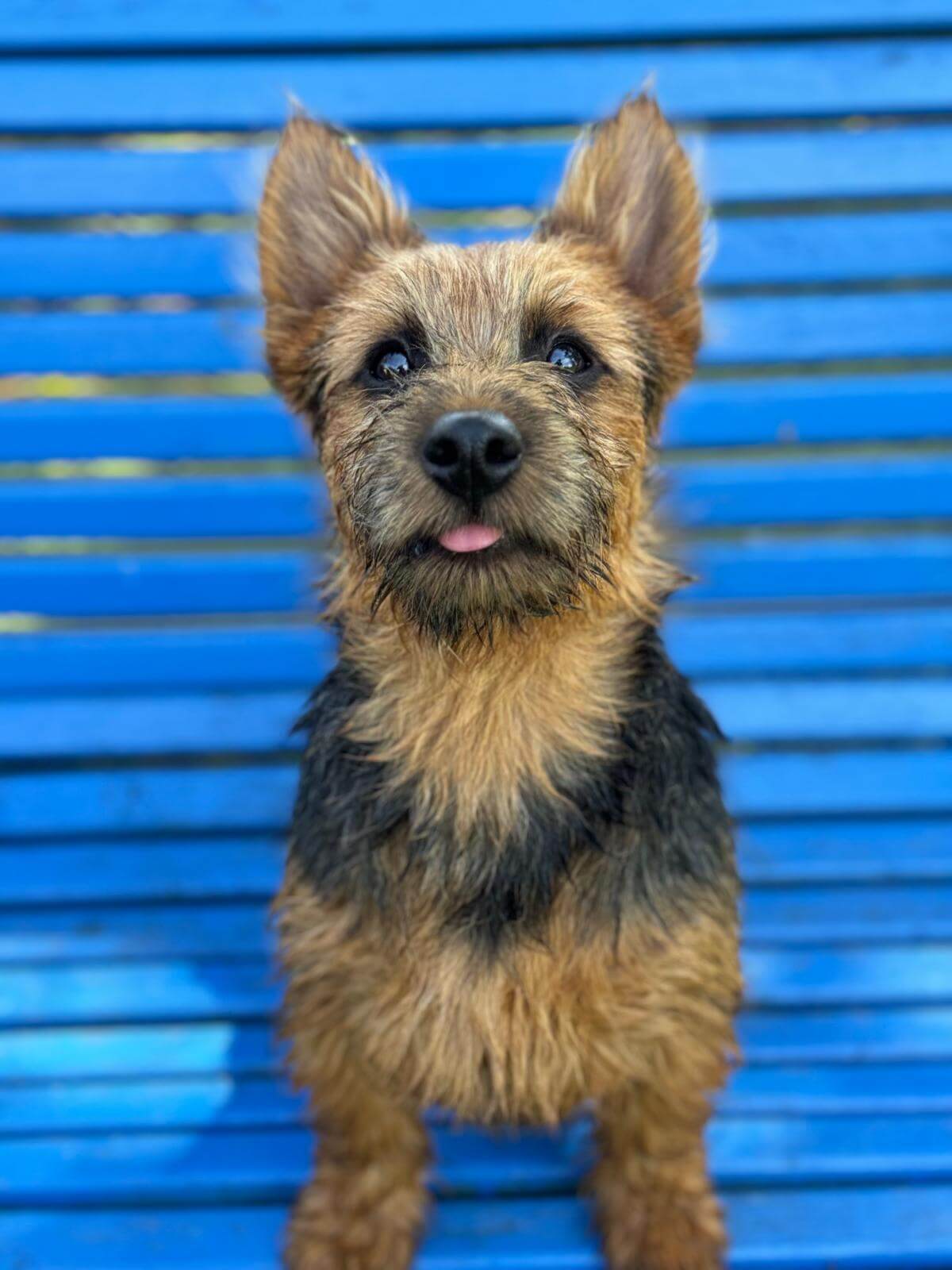 Terrier Zucht Blick Welpe